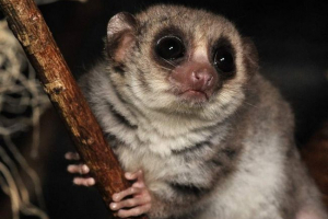 Lemurs štakora - pogled na male lemur Lemurs štakora - pogled na male lemur