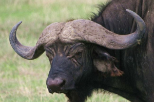 Koji su takvi bizoni? Koji su takvi bizoni?