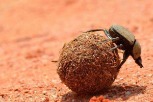 Tko su thesessyfaggy? Koji su organizmi povezani s njima?