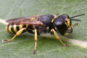 Koji su takav? Koji su takav?