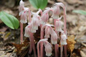 Koji su takvi saprofiti? Koji su organizmi povezani s njima?