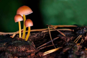 Koji su takvi saprotrofi? Koji su organizmi povezani s njima? Koji su takvi saprotrofi? Koji su organizmi povezani s njima?