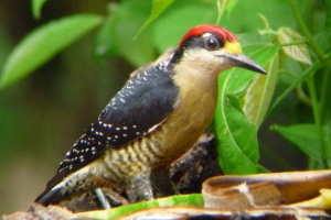 Tko je takav crni jahač?