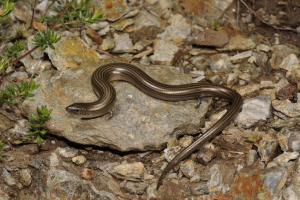 Tko je trostruki scunging sa žutim trbuhom? Tko je trostruki scunging sa žutim trbuhom?