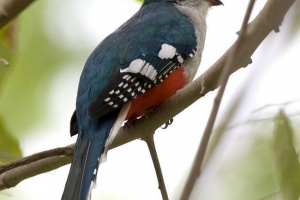 Kubanski trogon Kubanski trogon