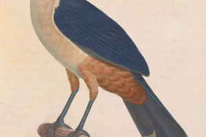 Kašnjenje kukavice - elegantna ptica, koja je već nerealno vidjeti Kašnjenje kukavice - elegantna ptica, koja je već nerealno vidjeti