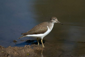 Kulik-prijevoznik: zašto prijevoznik? Kulik-prijevoznik: zašto prijevoznik?