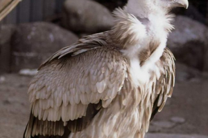 Kumai - snow gry Kumai - snow gry