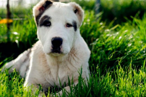 Spremanje ušiju i rep na alalu - estetici ili nužnosti? Spremanje ušiju i rep na alalu - estetici ili nužnosti?