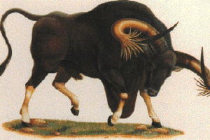 Psi - učinili su takve vrste bikova? Psi - učinili su takve vrste bikova?