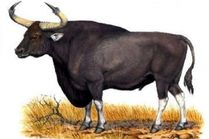 Kurpets - životinja, čiji podrijetlo nije jasno znanost