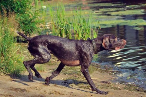 Top 10 najboljih lovačkih pasa na planeti Top 10 najboljih lovačkih pasa na planeti