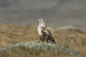 Kurgan mockhnoye Kurgan mockhnoye