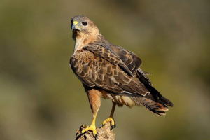 Kurgannik: sve o pticama plijena