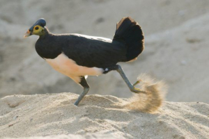 Ptice u obliku cour (obitelj u obliku churo) Ptice u obliku cour (obitelj u obliku churo)