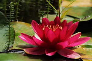 Crveno crveno Crveno crveno