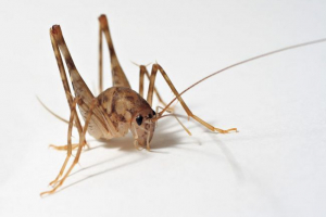 Orandžijski skakavca Orandžijski skakavca