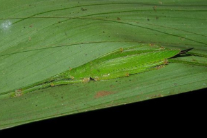 Grasshopes. Fotografija skakapa, opis, pogledi Grasshopes. Fotografija skakapa, opis, pogledi