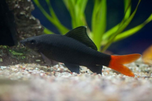 Labo dvoboj: kontrast akvarij ribi Labo dvoboj: kontrast akvarij ribi