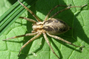 Pauk labirint Pauk labirint