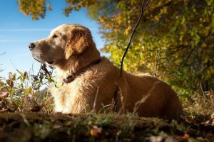 Labradorski pas. Opis, značajke, vrste, priroda i cijena labradorske pasmine Labradorski pas. Opis, značajke, vrste, priroda i cijena labradorske pasmine
