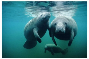 Manatee