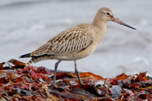 Laponija sukalena ili mali ventern - jedinstven pilot
