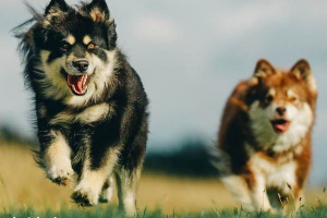 Lapphund - pasmina pasa. Značajke, priroda Lapphund - pasmina pasa. Značajke, priroda