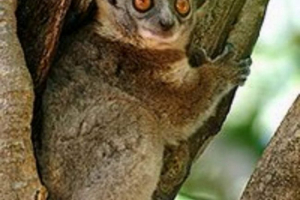 Nježni lemuri, to su tanki brodovi lemuri Nježni lemuri, to su tanki brodovi lemuri