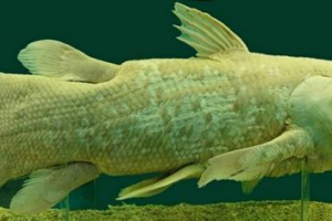 Latemerija - live fosil Latemerija - live fosil