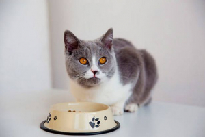 Medicina hrane s oštrim i kroničnim zatvor mačaka Medicina hrane s oštrim i kroničnim zatvor mačaka