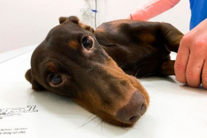 Liječenje pneumotoraksa u pasa Liječenje pneumotoraksa u pasa