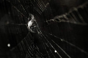 Legende od životinja: mitovi o paucima iz japana i afrike Legende od životinja: mitovi o paucima iz japana i afrike