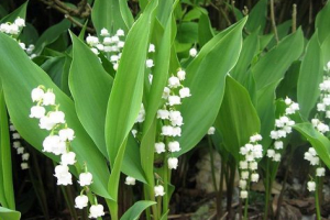 Ljiljan od maysky Ljiljan od maysky