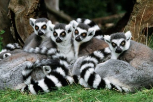 Lemur Lemur
