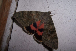 Vrpčana kohubey Vrpčana kohubey