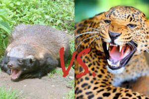 Leopard je požurio s medaiceom Leopard je požurio s medaiceom