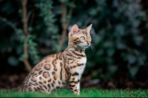 Leopardovima mačaka, njihovog izgleda i karaktera Leopardovima mačaka, njihovog izgleda i karaktera