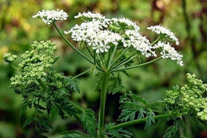 Šumske biljke rusije Šumske biljke rusije