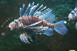 Vuk riba leti? Vuk riba leti?