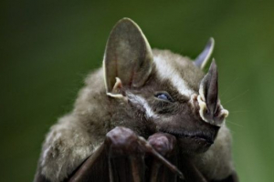 Šišmiši - pogledi i fotografije Šišmiši - pogledi i fotografije