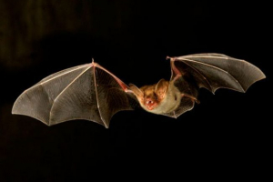 Šišmiši Šišmiši