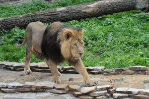 Lion - pogledi i fotografije Lion - pogledi i fotografije