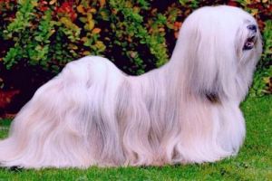 Lhasy apso (lhasa apso). Pasmina opis, foto psi