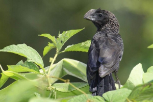 Lichinskoe ani - smrad kukavice