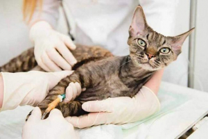 Mačka limfom - kako se očituje? Mačka limfom - kako se očituje?