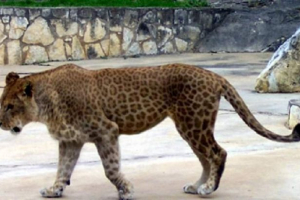 Lijev lav ili leopard? Photo lickard Lijev lav ili leopard? Photo lickard