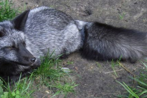 Fox chernoburka Fox chernoburka