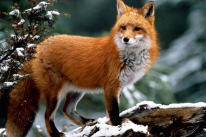 Lisica - luka. Opis, fotografija, video (vulpes vulpes) Lisica - luka. Opis, fotografija, video (vulpes vulpes)