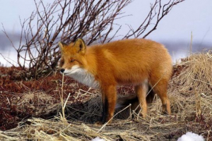 Lisa (fox) - pogledi i fotografije Lisa (fox) - pogledi i fotografije